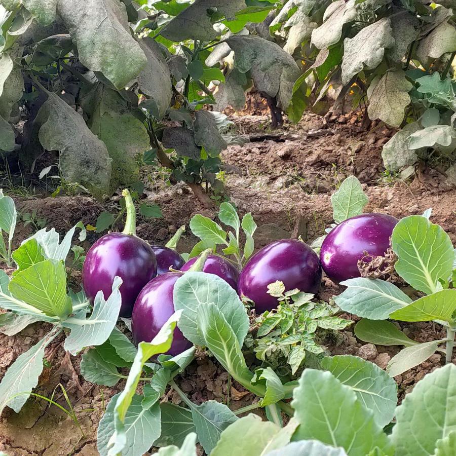 شقة Royal Farm بهاراتبور المظهر الخارجي الصورة